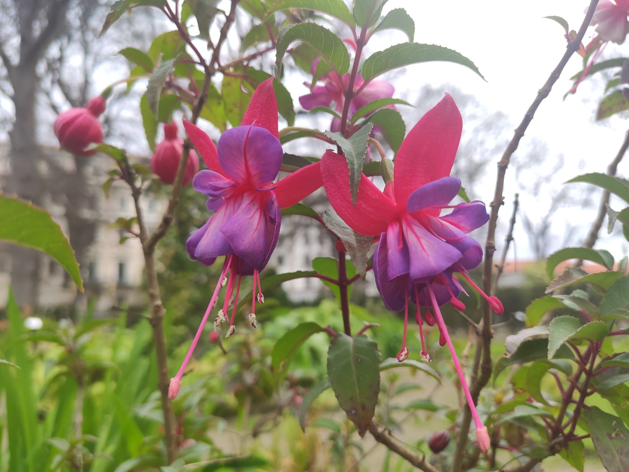 Fuchsia x hybrida